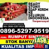 Supplier Rumput Imitasi Peusangan.jpg