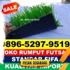 Jual Rumput Sintetis Futsal Sail.jpg