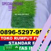 Supplier Rumput Sintetis Futsal Barusjahe.jpg