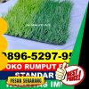 Supplier Rumput Sintetis Futsal Bumijawa.jpg