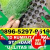 Supplier Rumput Sintetis Futsal Koroncong.jpg