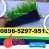 Jual Rumput Sintetis Futsal Padarincang.jpg