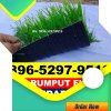 Jual Rumput Sintetis Futsal Ulususua.jpg