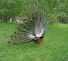 120px-Paon_de_dos_-_peacock.jpg