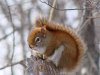 0311201005Squirrelsb.jpg