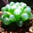 Haworthia